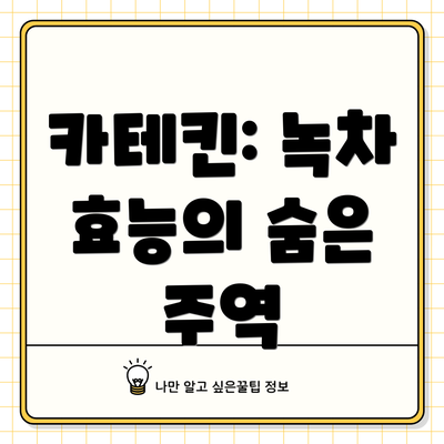 카테킨: 녹차 효능의 숨은 주역