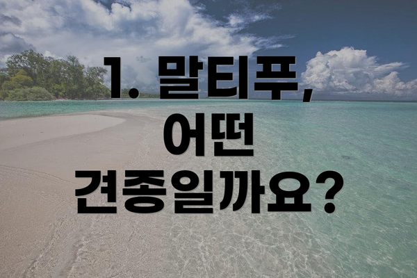 1. 말티푸, 어떤 견종일까요?