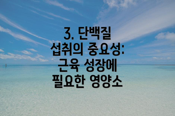 3. 단백질 섭취의 중요성: 근육 성장에 필요한 영양소